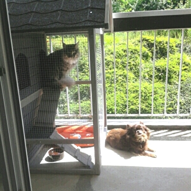 Pensions chiens et chats Bouls'Dog