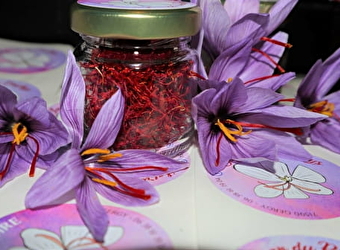 Safran du Piochys - SAUNIERES