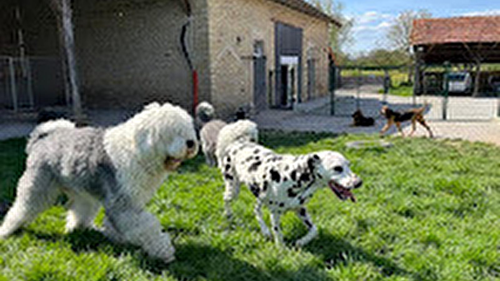 Pensions chiens et chats Bouls'Dog