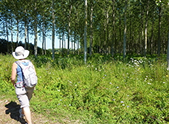 Le sentier du Grand Pâquier - DAMEREY