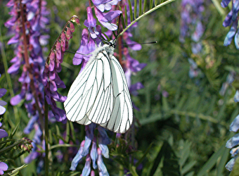 Chemin historique de La Madeleine - SAINT-MARTIN-EN-BRESSE