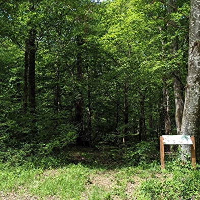 Sentier de la forêt de Palleau