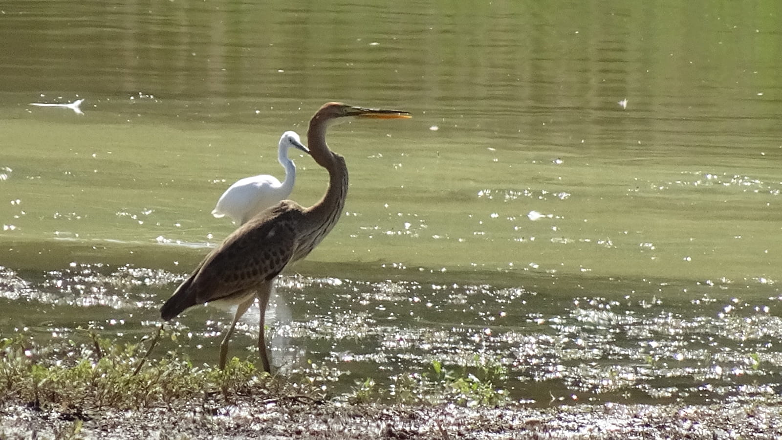 Printemps des ENS de Saône-et-Loire : l'Etang de Pontoux