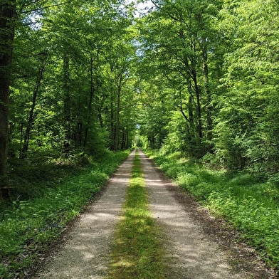 Sentier de la forêt de Palleau