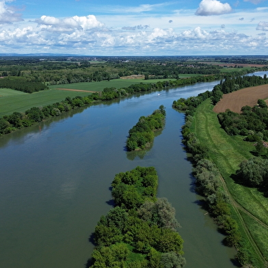 Un maïs au coeur d'artichaut